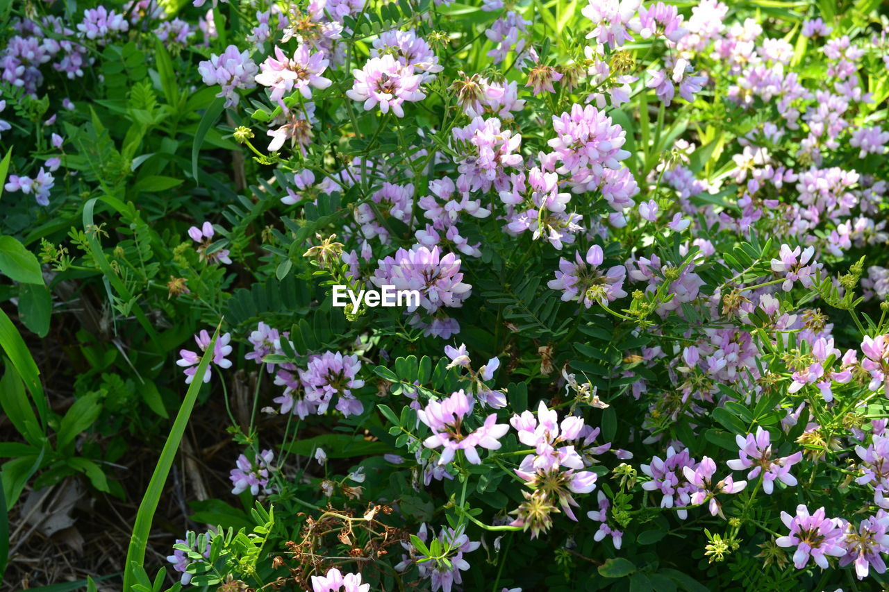 PURPLE FLOWERS BLOOMING IN SPRING