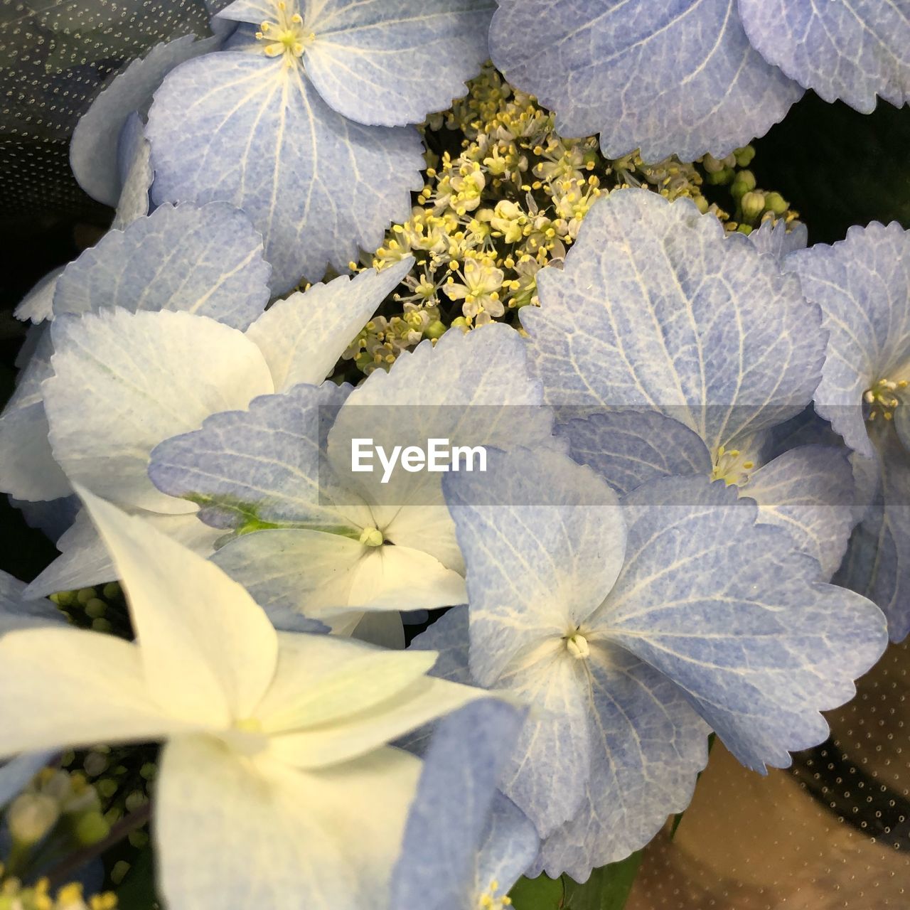 CLOSE-UP OF FLOWERS BLOOMING