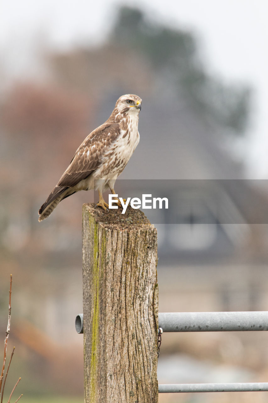 bird, animal themes, animal wildlife, animal, wildlife, one animal, perching, wood, wooden post, focus on foreground, beak, post, bird of prey, fence, full length, nature, no people, day, outdoors, side view, branch, tree, close-up, wing, falcon