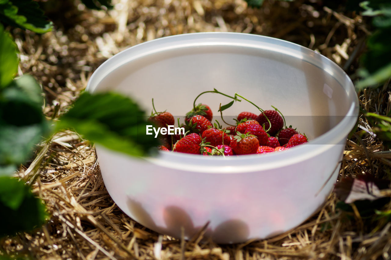 Close-up of fresh strawberries in container on field