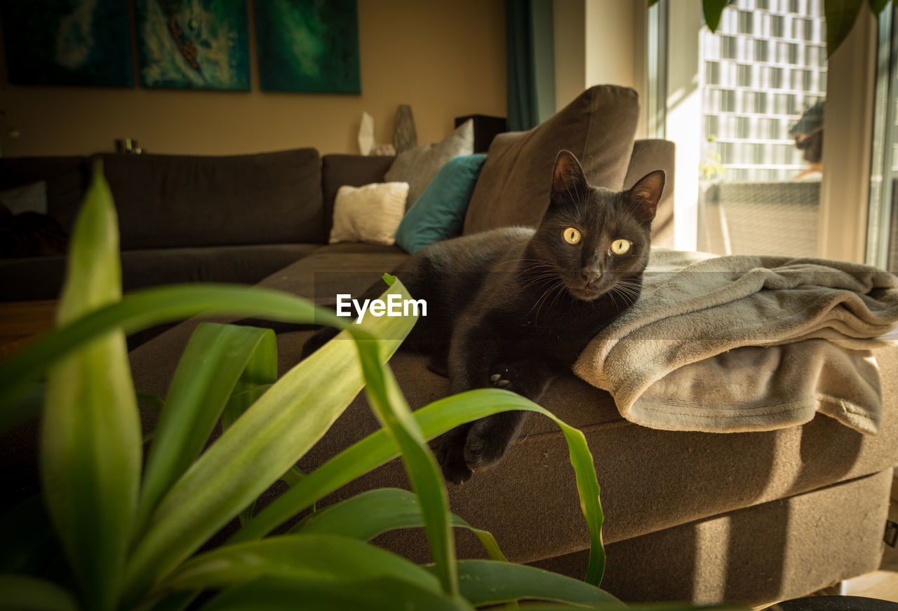 PORTRAIT OF CAT SITTING ON SOFA