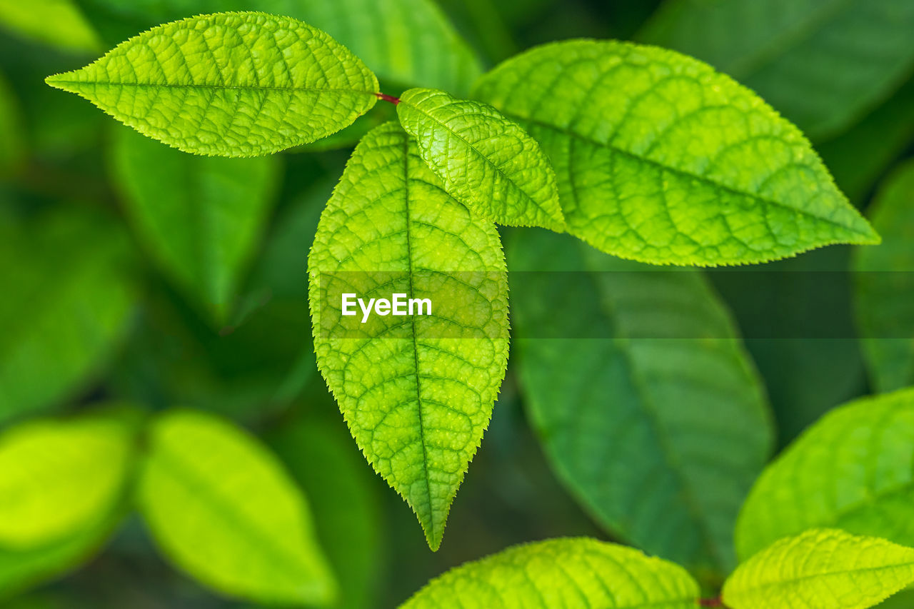 CLOSE-UP OF PLANT LEAVES