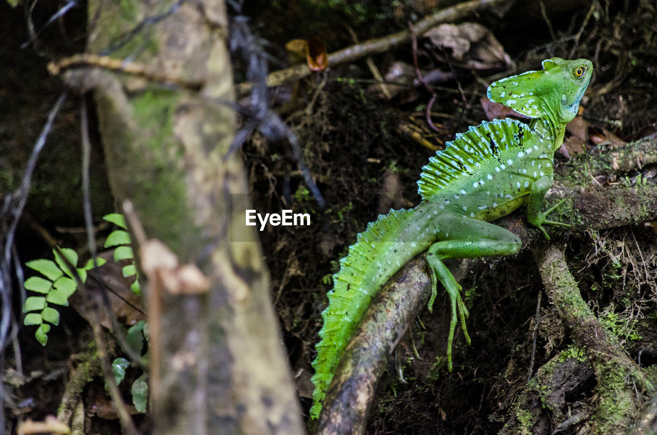 Close-up of basilisk lizard on tree in costa rica