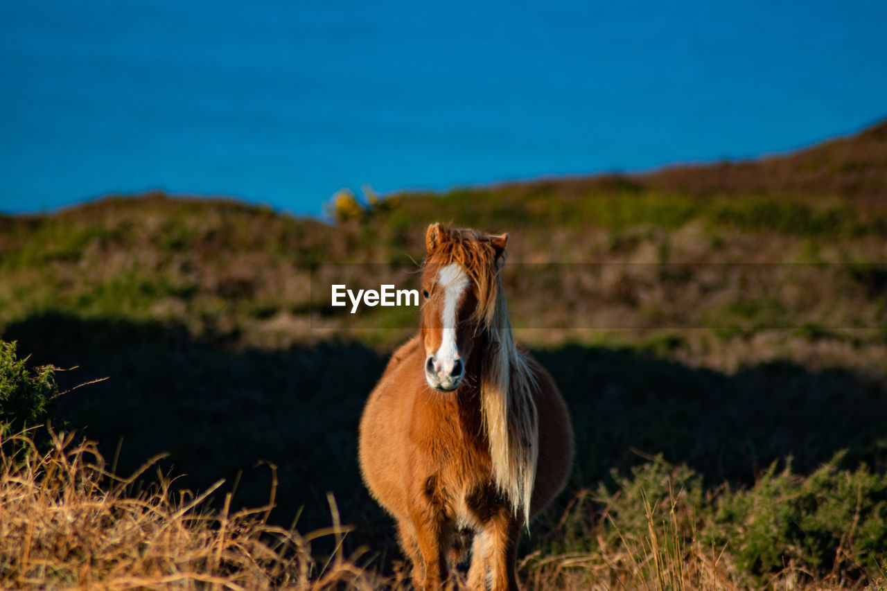 animal themes, animal, mammal, horse, animal wildlife, one animal, domestic animals, pasture, nature, mustang horse, grass, livestock, no people, prairie, pet, landscape, wildlife, sky, grassland, plant, standing, portrait, grazing, land, environment, outdoors, mountain, day, meadow, brown, looking at camera, focus on foreground, full length, beauty in nature, rural area, wilderness, blue, travel destinations, natural environment, field