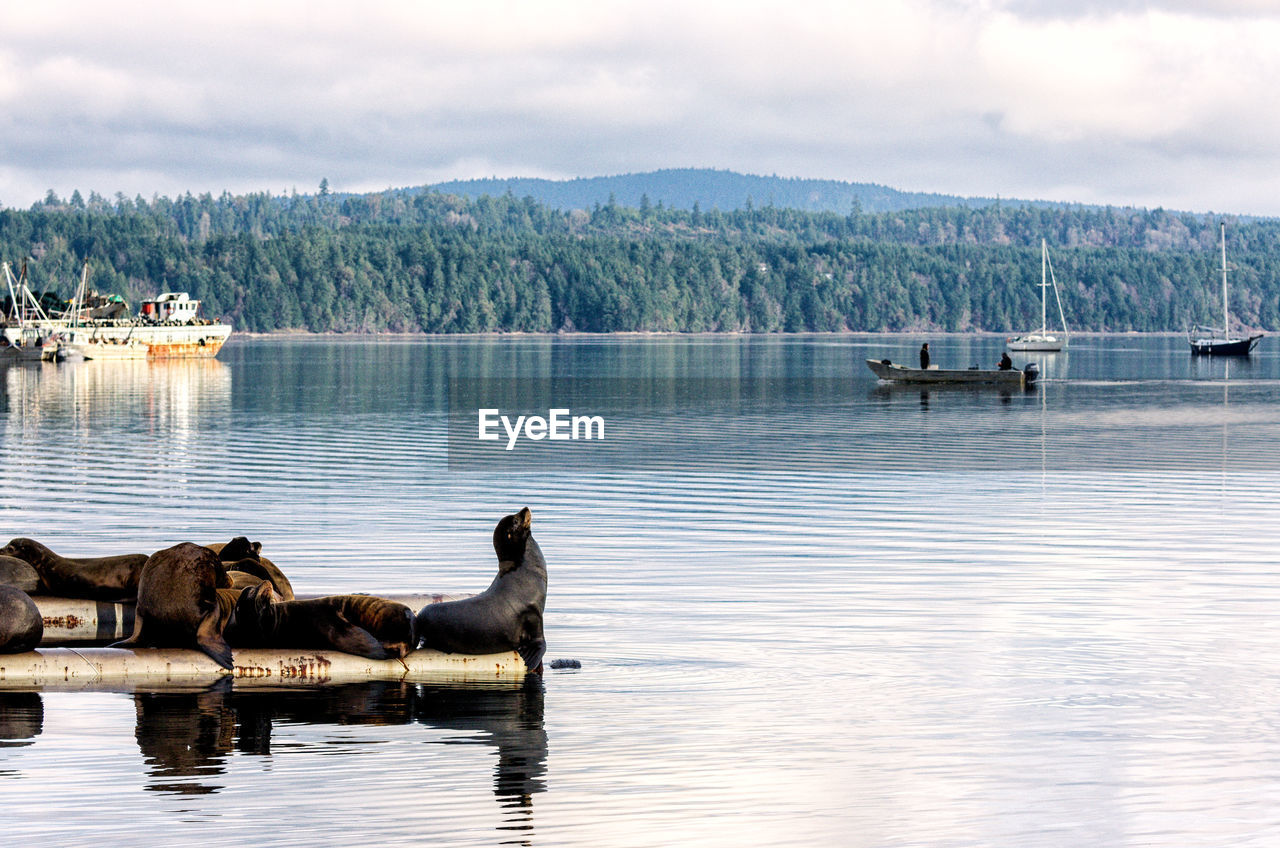 Elephants seals on shore against cloudy sky