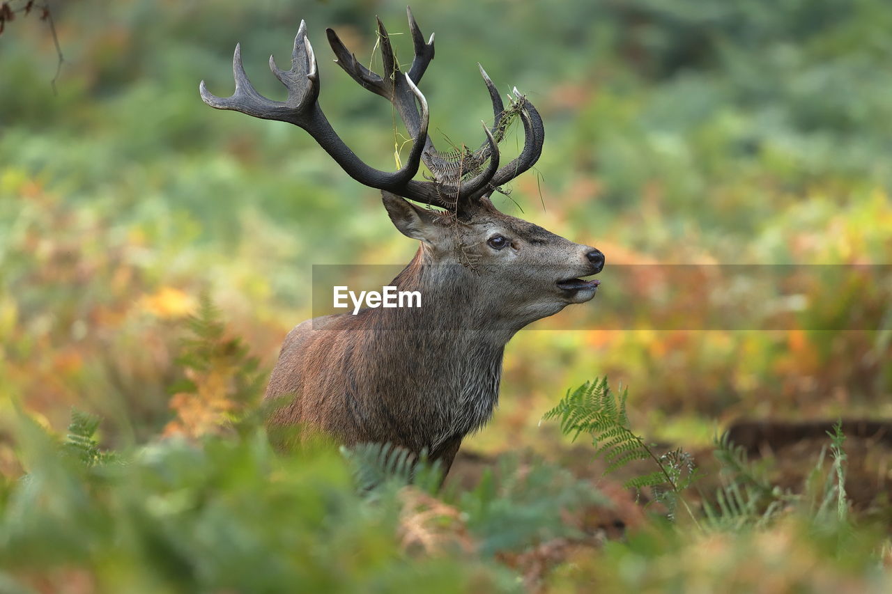 A rutting red deer stag