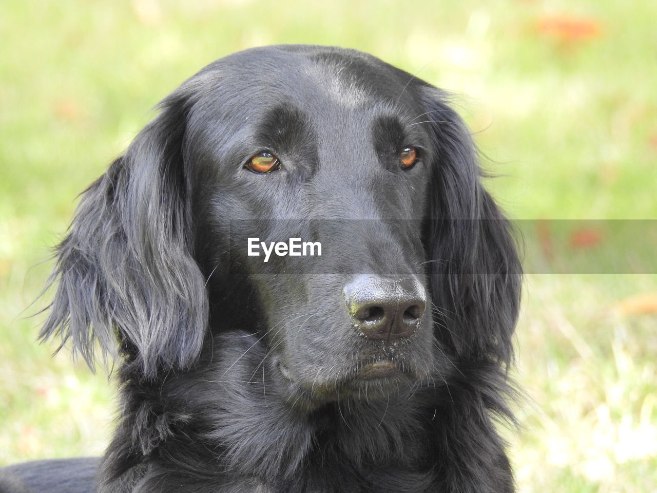 CLOSE-UP PORTRAIT OF A DOG