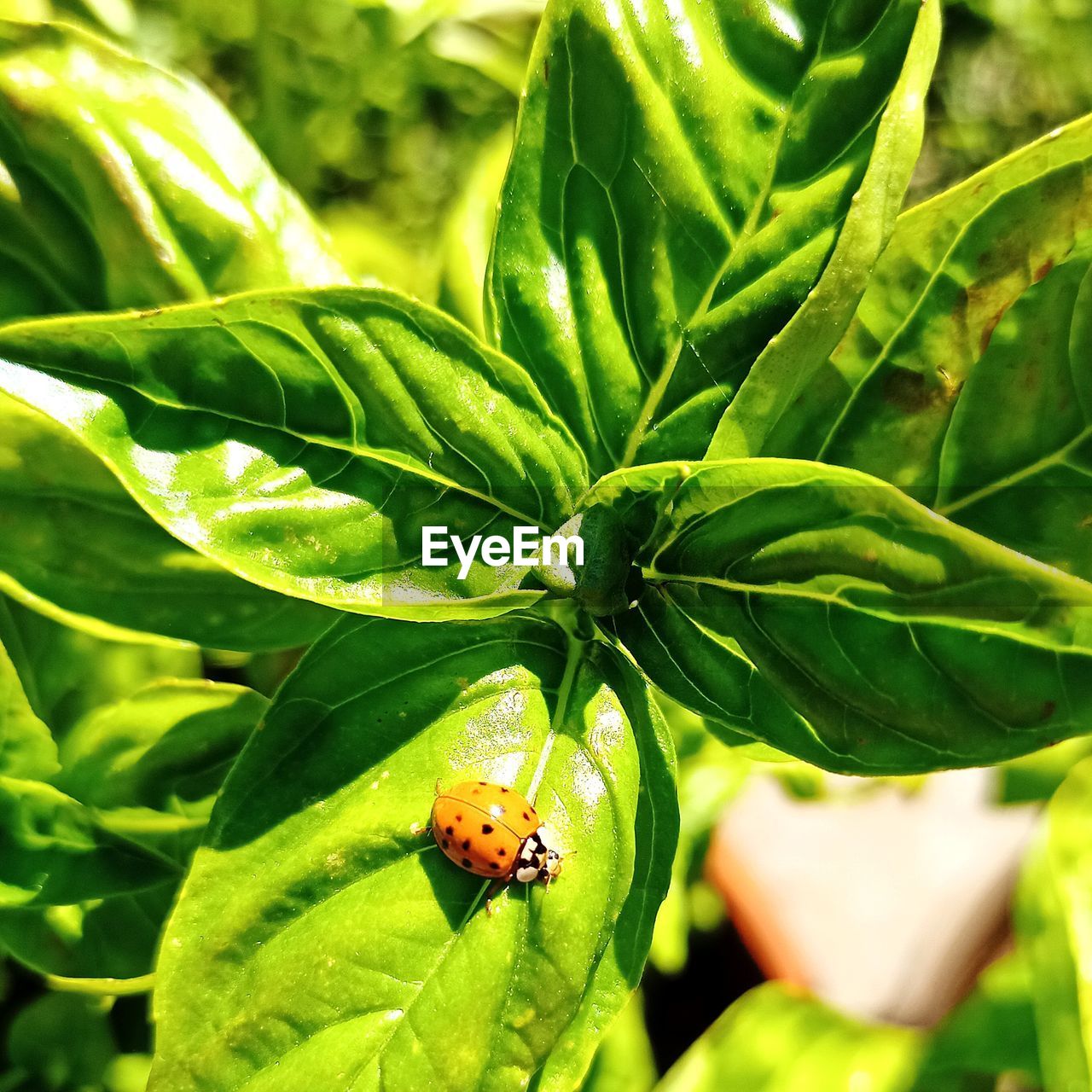 Close-up of ladybug on leaf