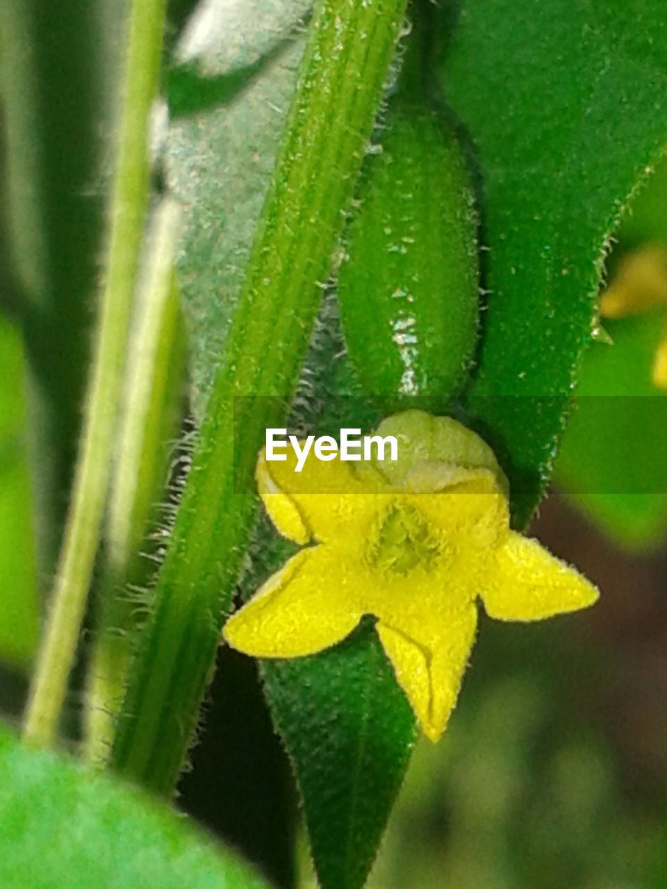 Close-up of fresh green plant