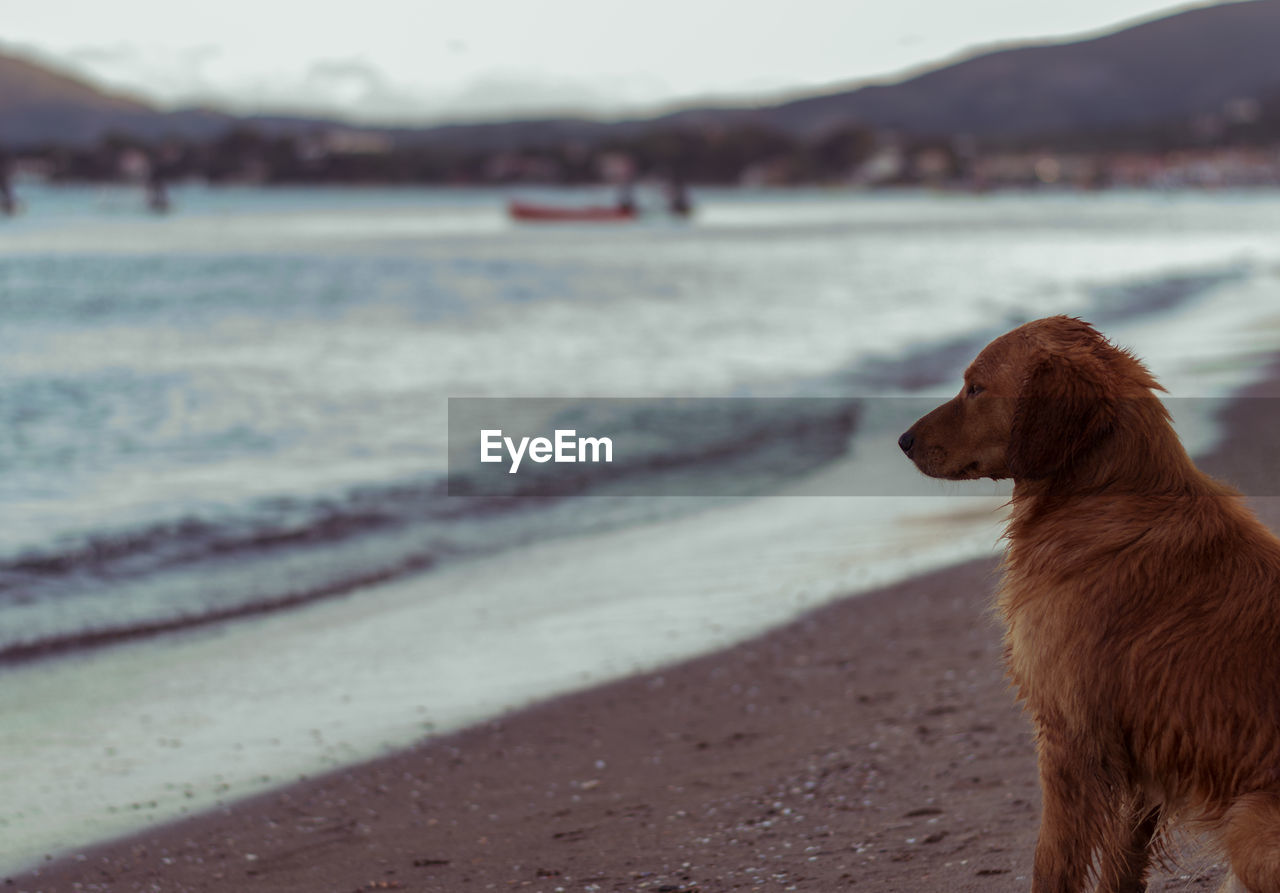 Close-up of dog at beach against sky