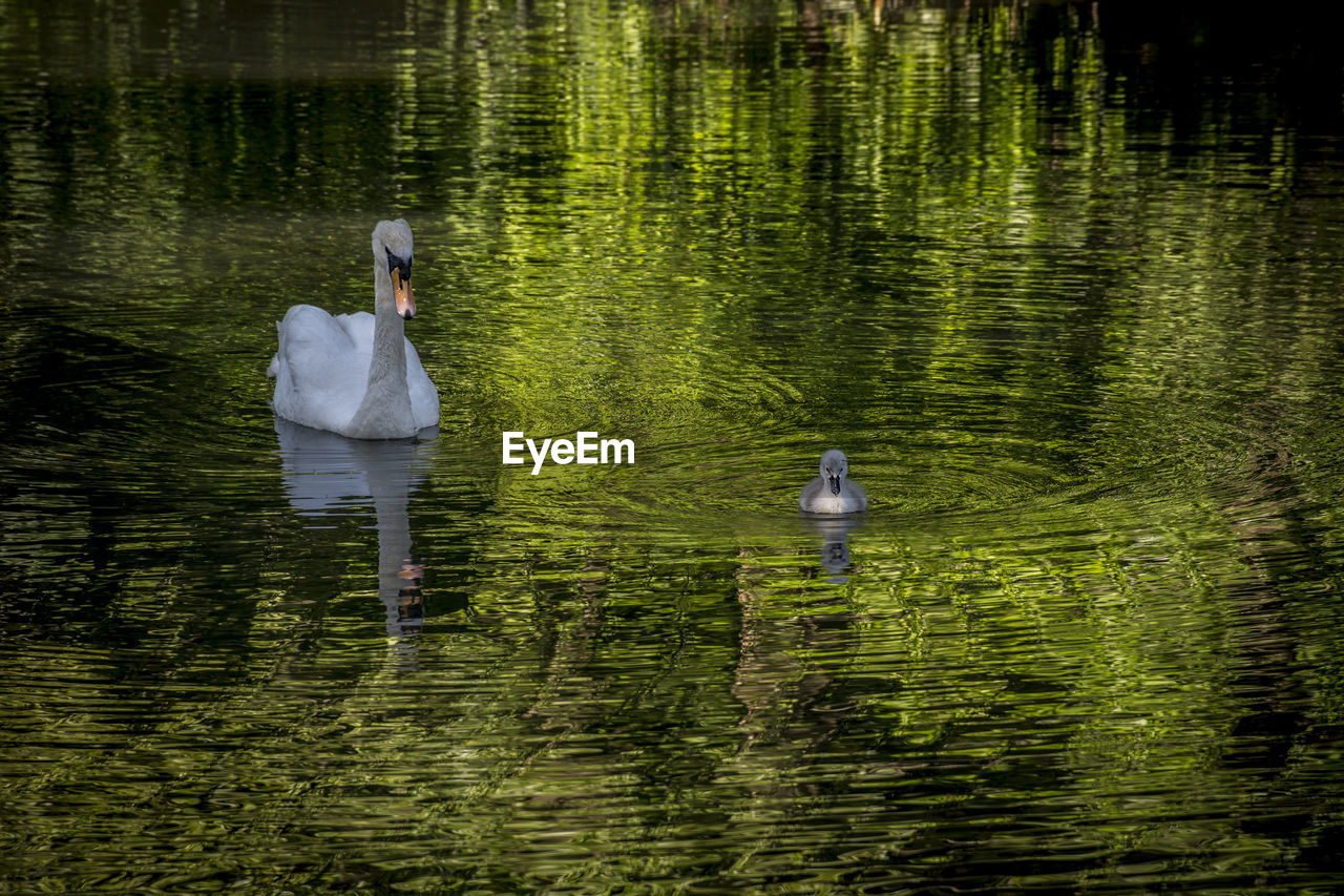 VIEW OF MAN IN WATER