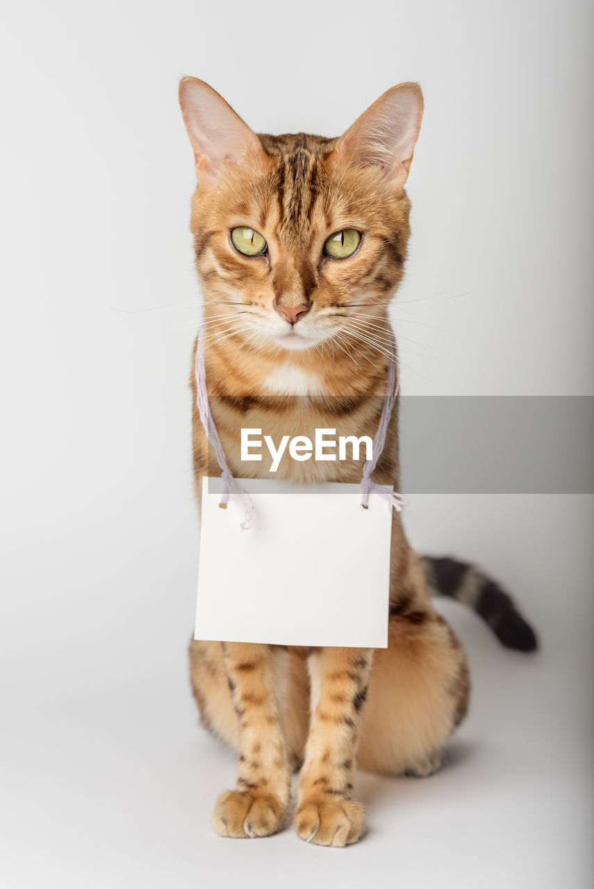 Portrait of a bengal cat with a cardboard white banner around his neck on a white background. 