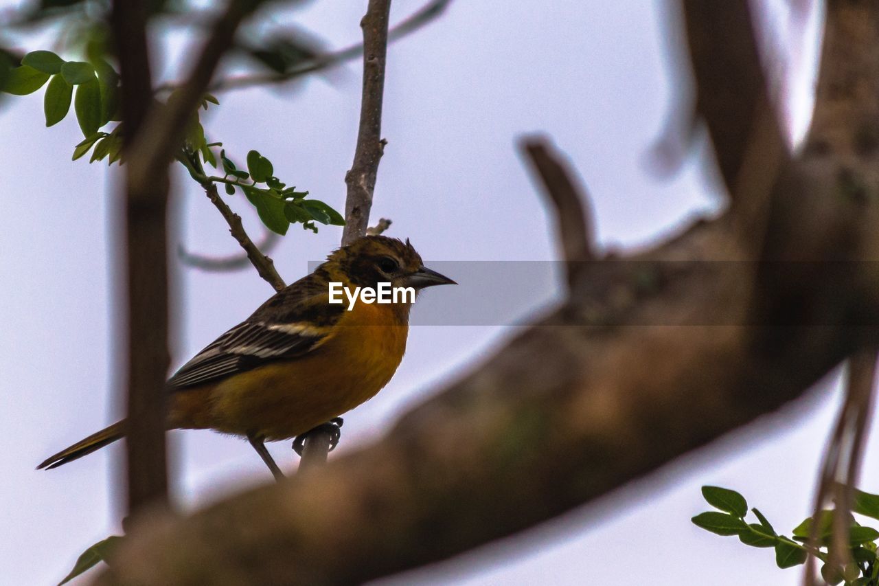 BIRD PERCHING ON BRANCH