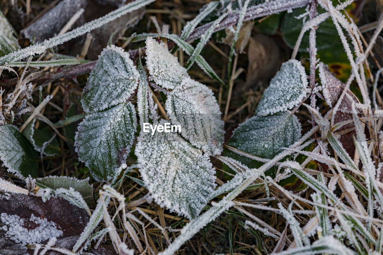 Green leaves succumb to the cold frost in winter