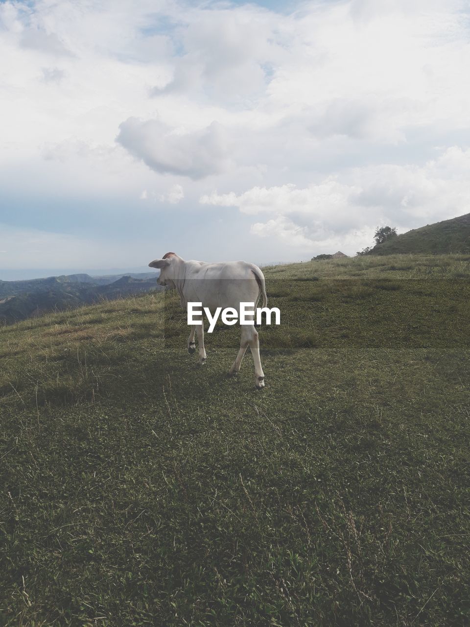 VIEW OF SHEEP ON FIELD