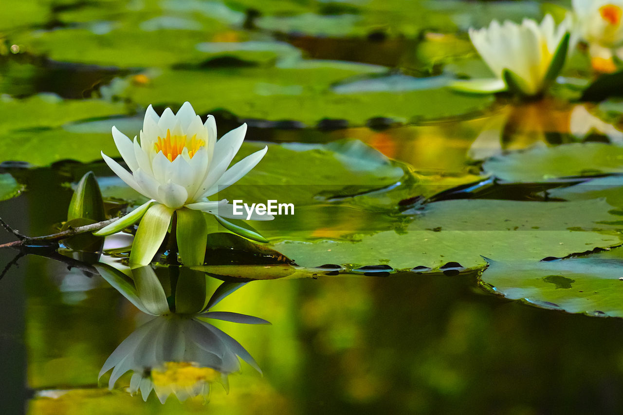 White lotus blooming in pond