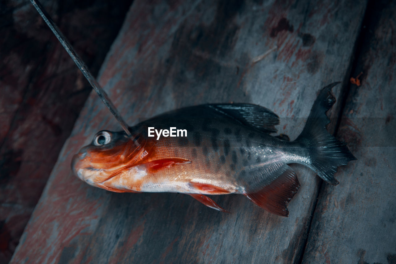 High angle view of dead fish on wood