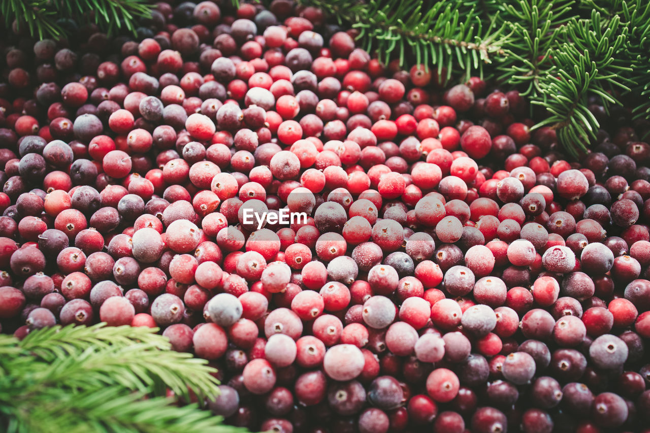 Abstract background made from frozen red cranberries. toned image. top view