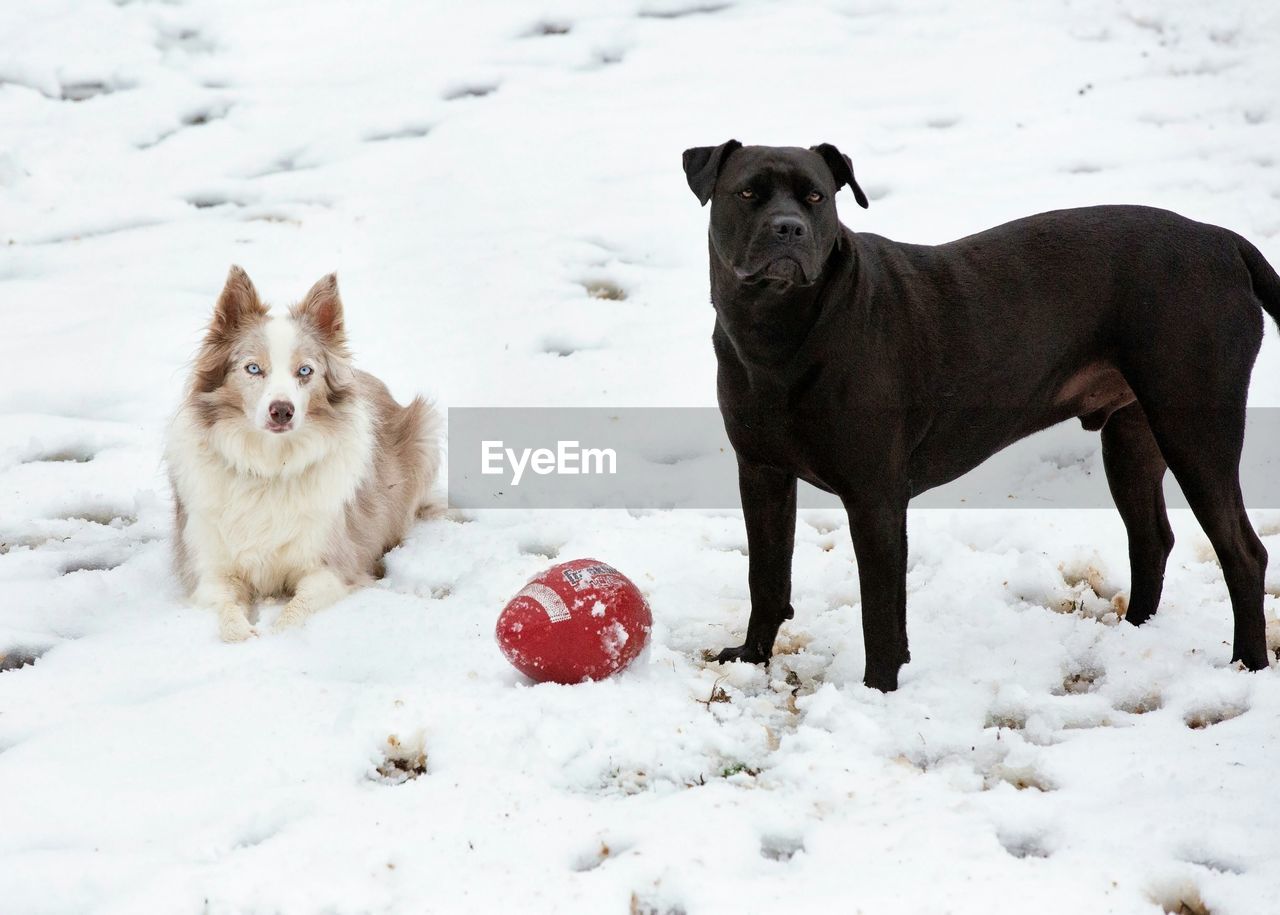 DOG ON SNOW COVERED FIELD