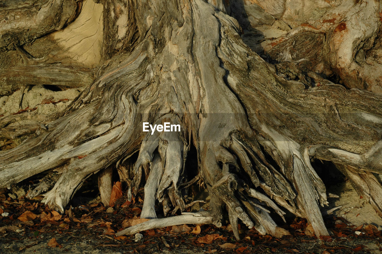 CLOSE-UP OF TREE