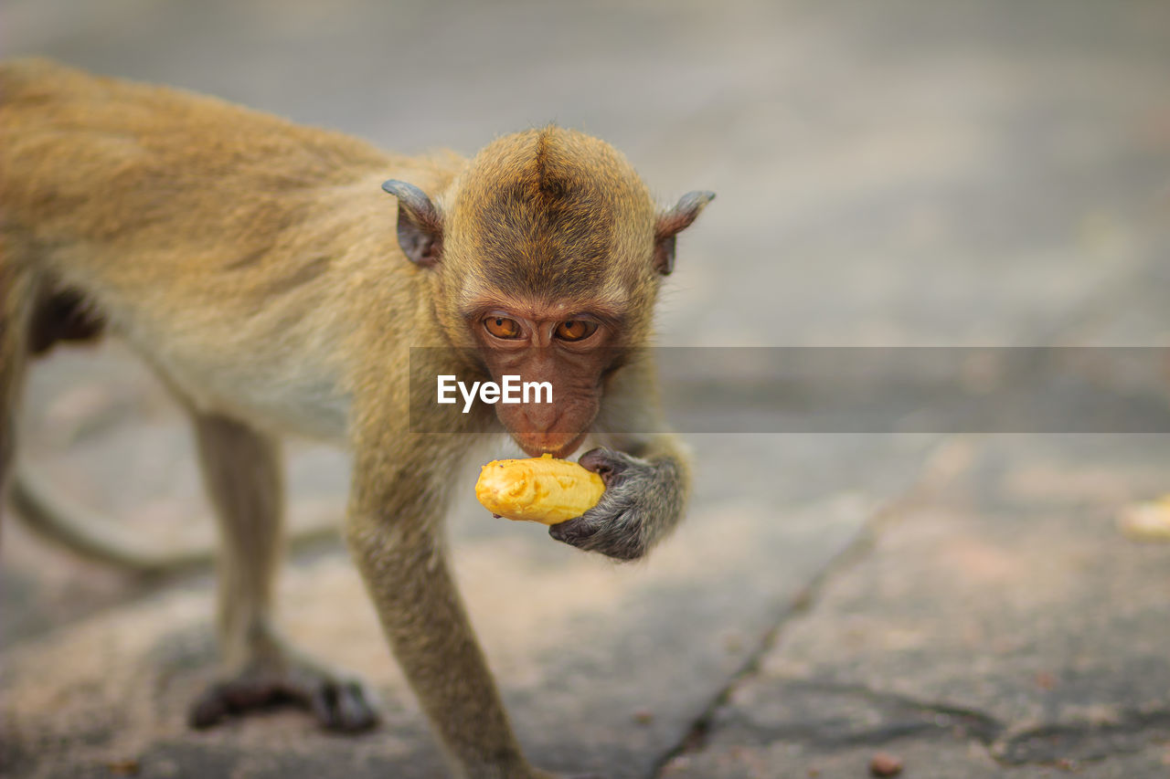 VIEW OF APPLE EATING FOOD