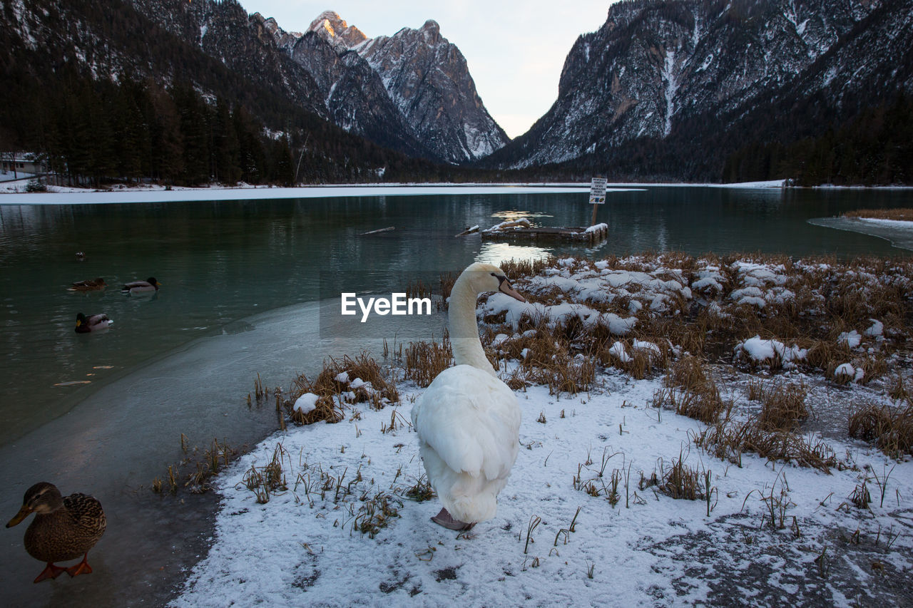 VIEW OF DUCKS ON LAKE DURING WINTER