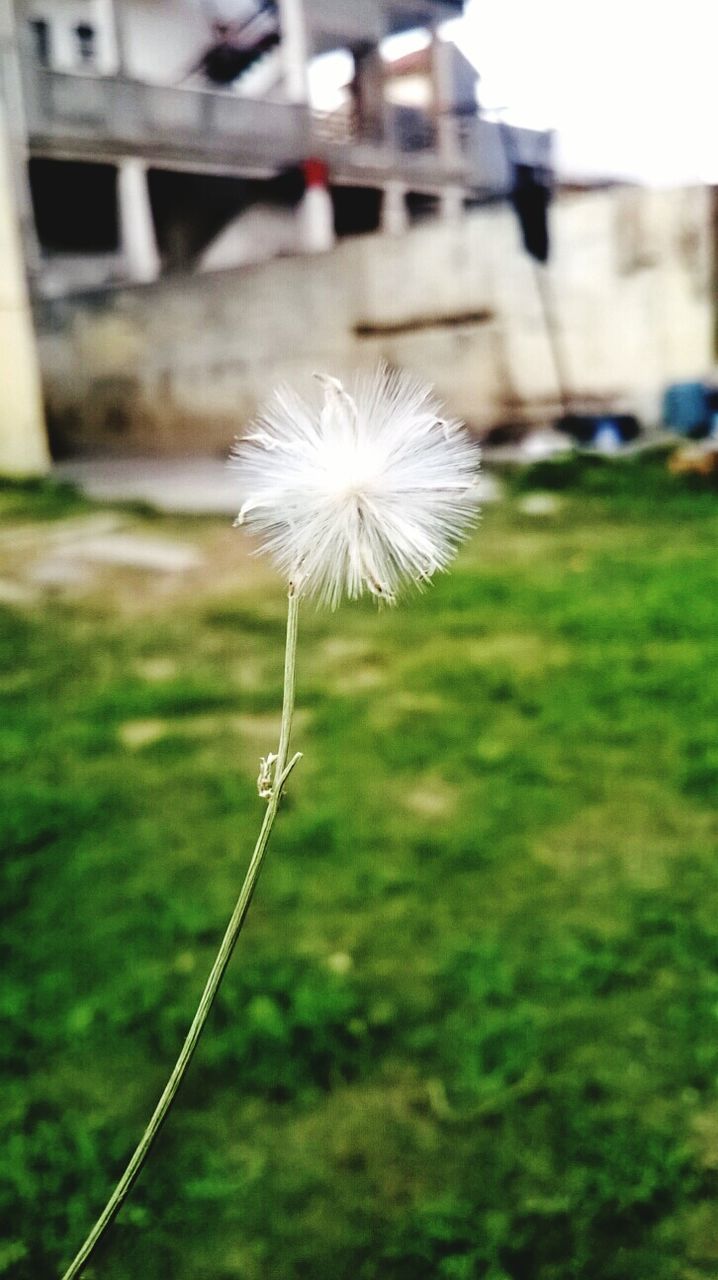 CLOSE-UP OF DANDELION FLOWERS