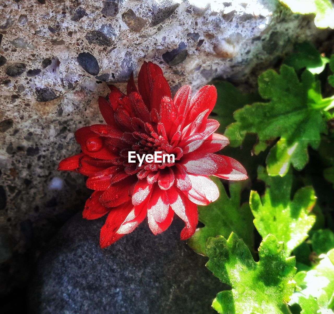 CLOSE-UP OF RED FLOWERS