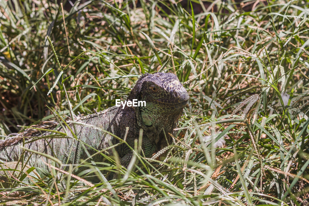 Close-up of lizard on grassy field