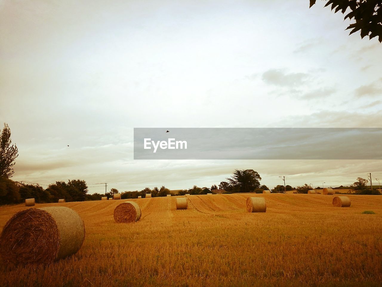 HAY BALES ON AGRICULTURAL FIELD AGAINST SKY