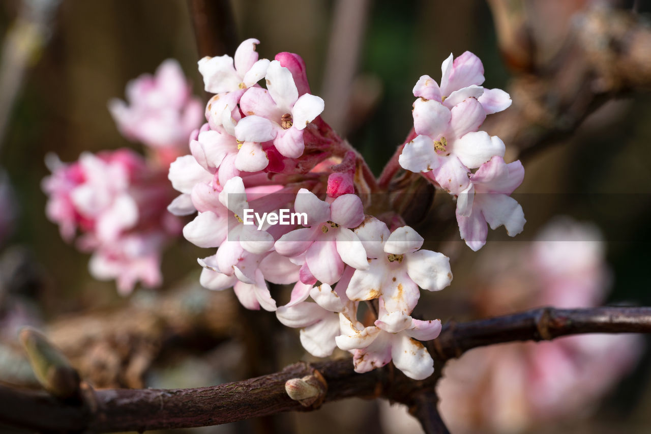 Viburnum, viburnum farreri, flowers of the gardens