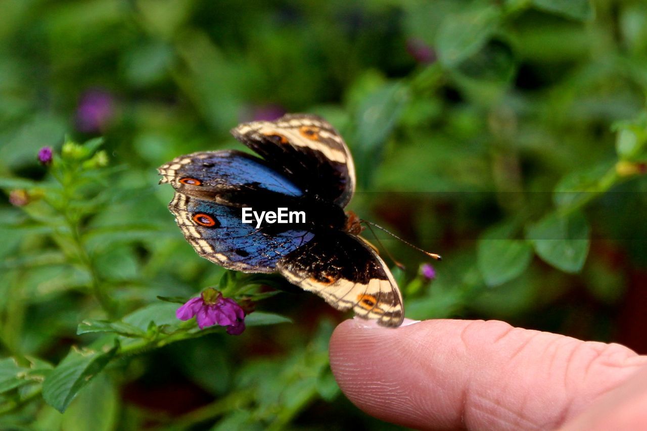 CLOSE-UP OF BUTTERFLY PERCHING ON FLOWER