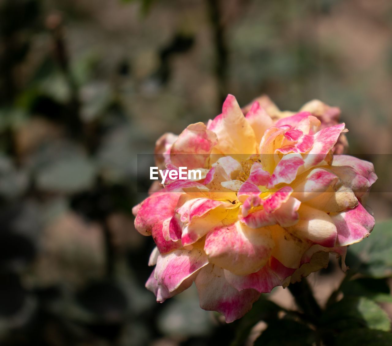 CLOSE-UP OF PINK FLOWER