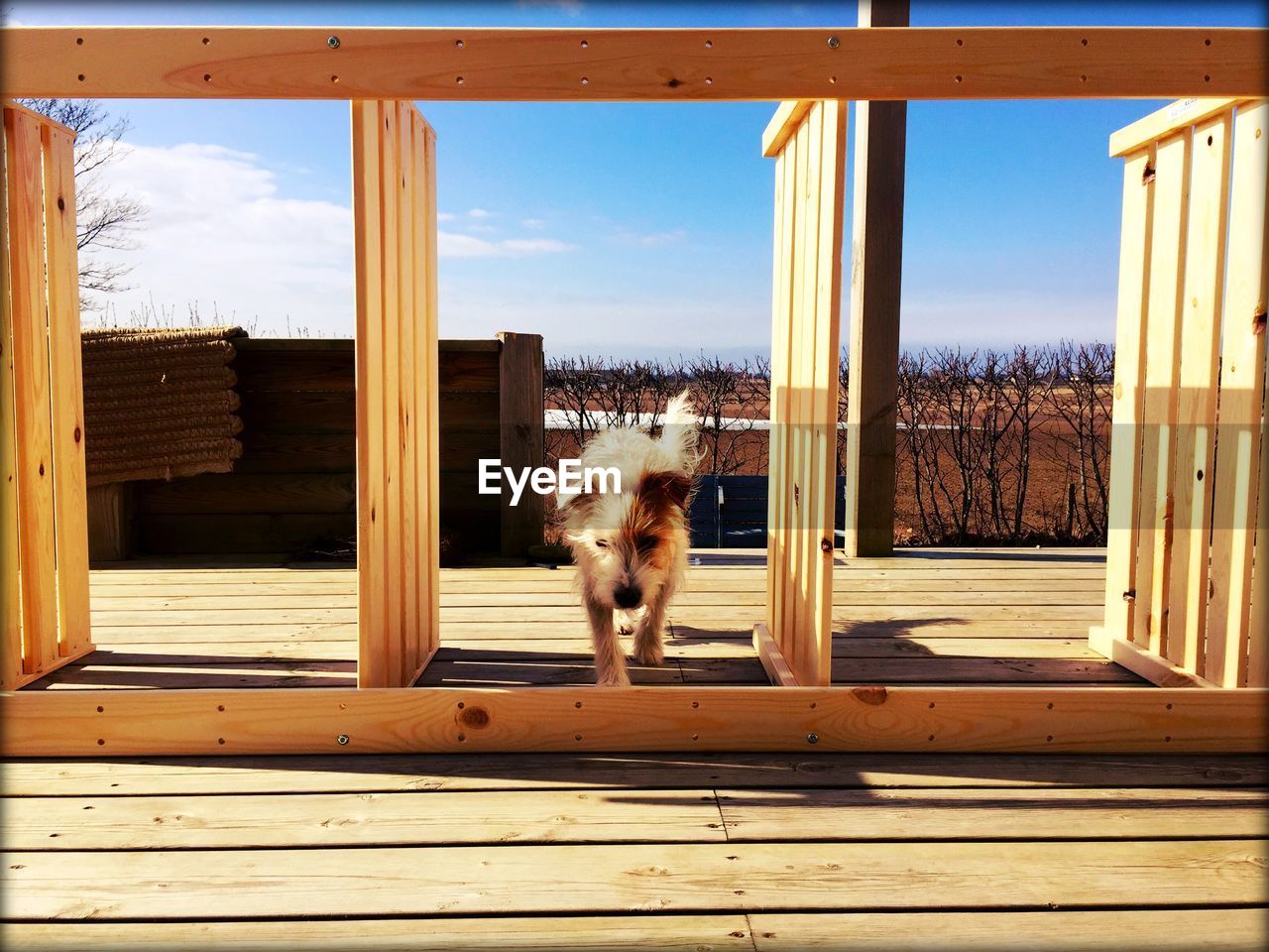 Dog on hardwood floor