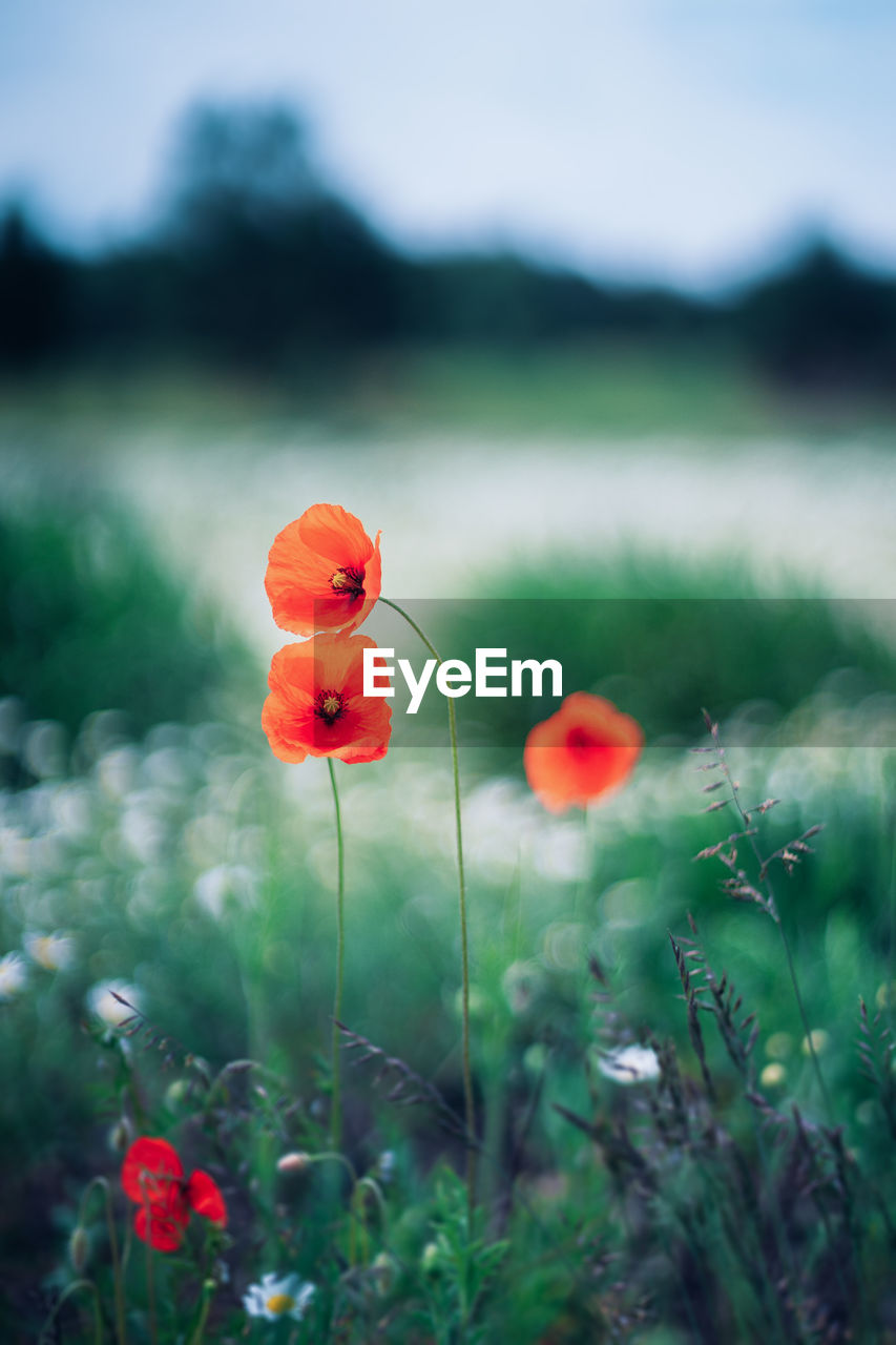 Close-up of poppy flowers on land