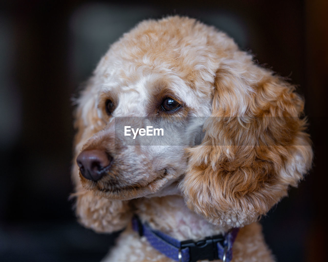 Close-up of dog looking away