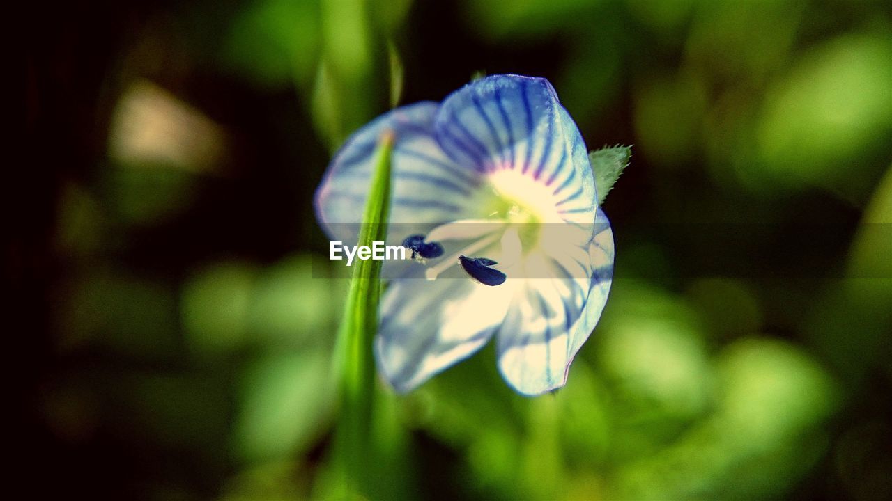 Close-up of blue flower blooming outdoors