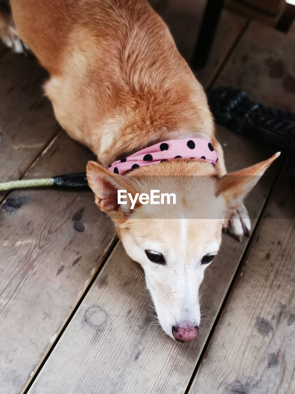 HIGH ANGLE VIEW OF DOG