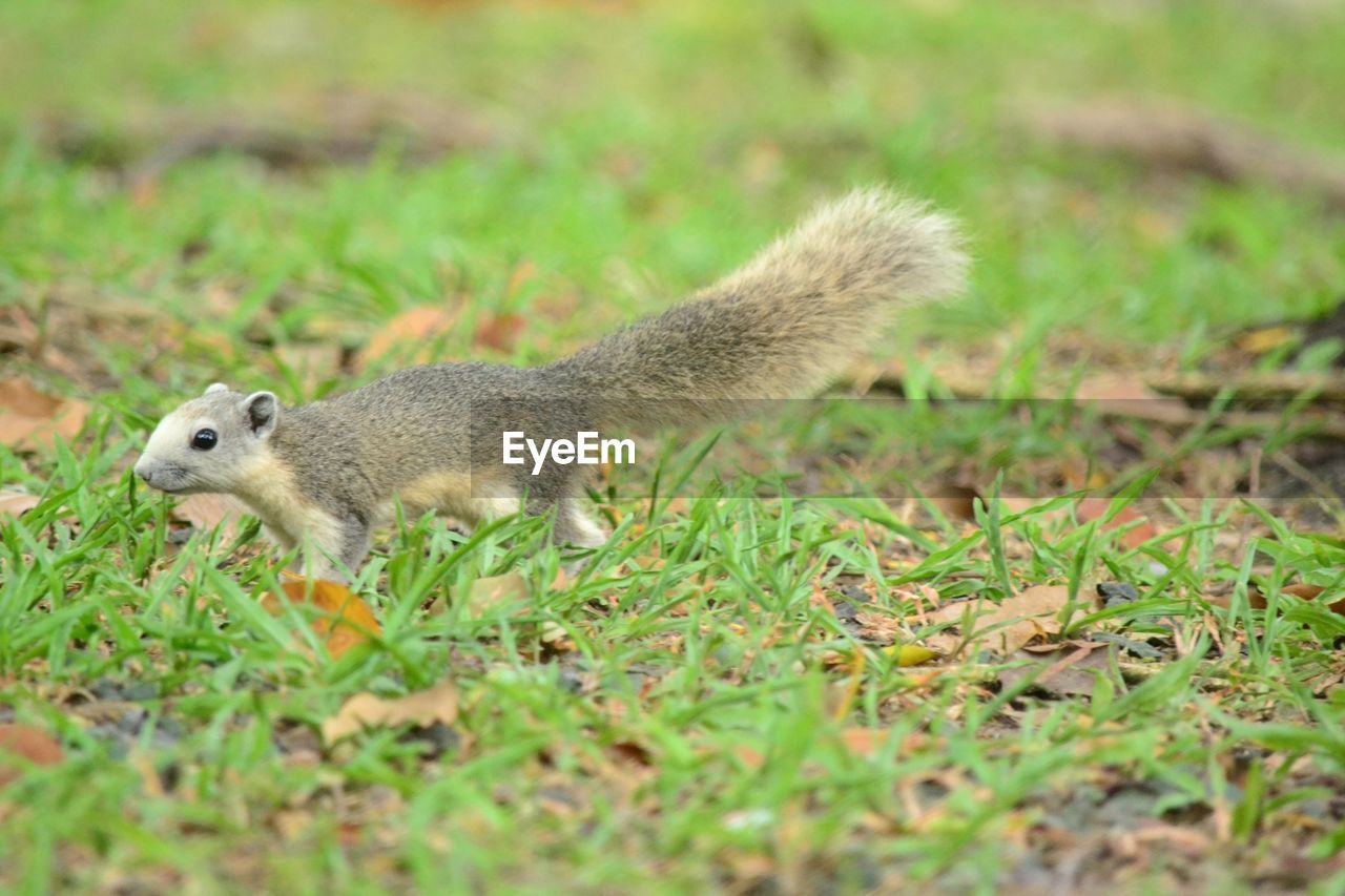 SQUIRREL ON FIELD