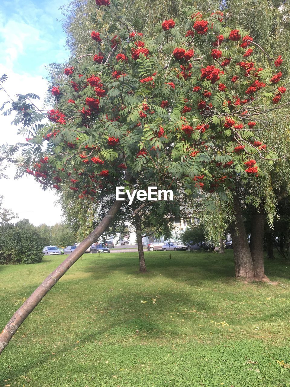 VIEW OF TREES ON FIELD