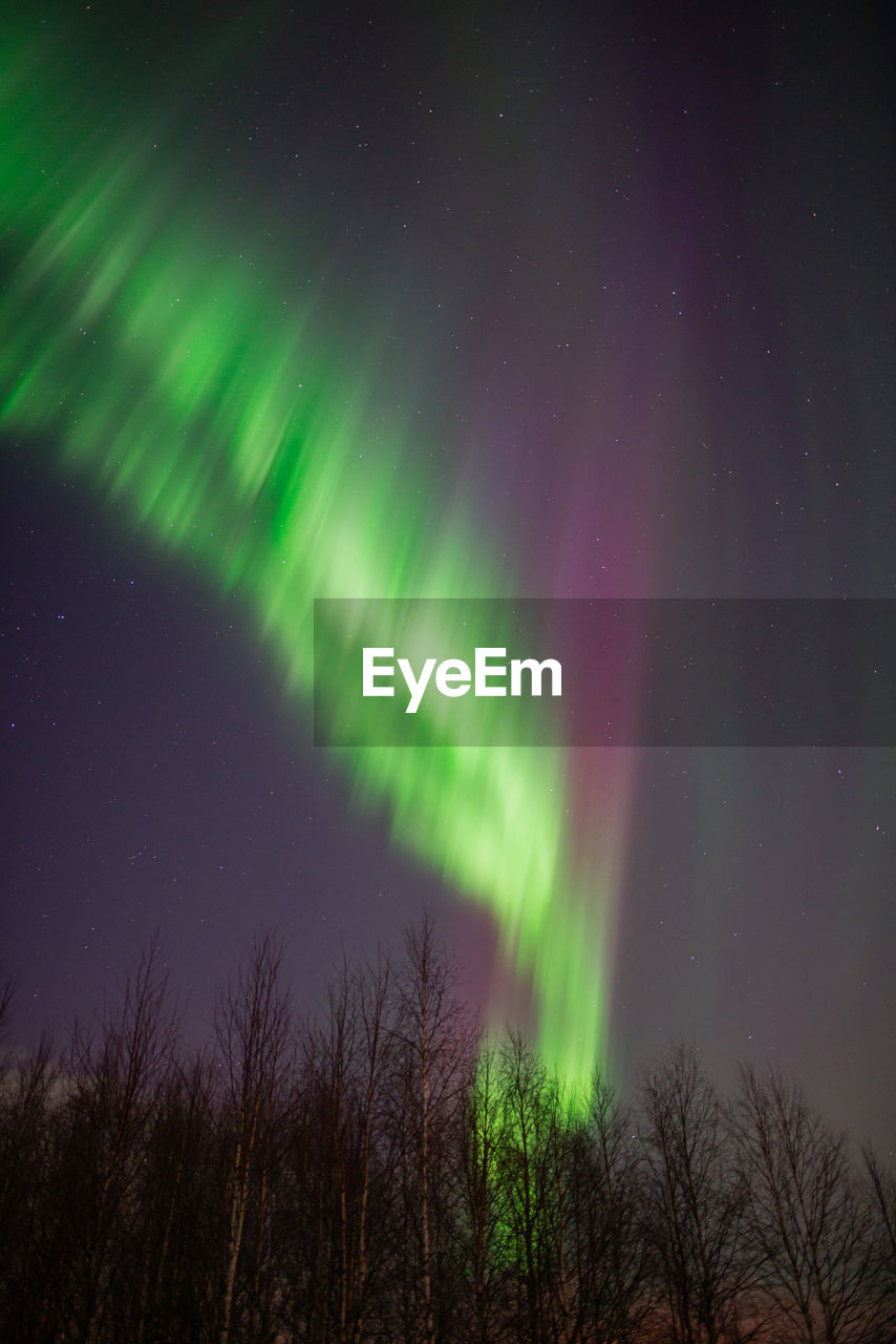 Low angle view of trees and northern lights against sky at night