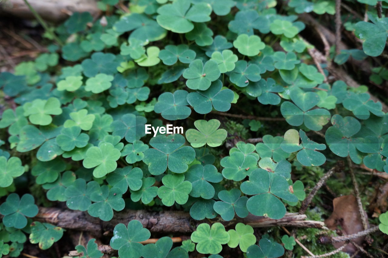 CLOSE-UP OF LEAVES