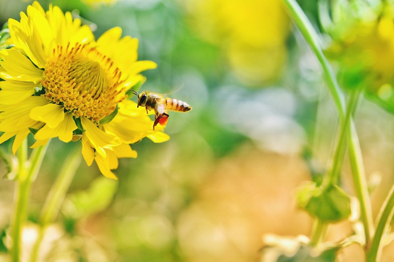 CLOSE-UP OF BEE POLLINATING YELLOW FLOWER