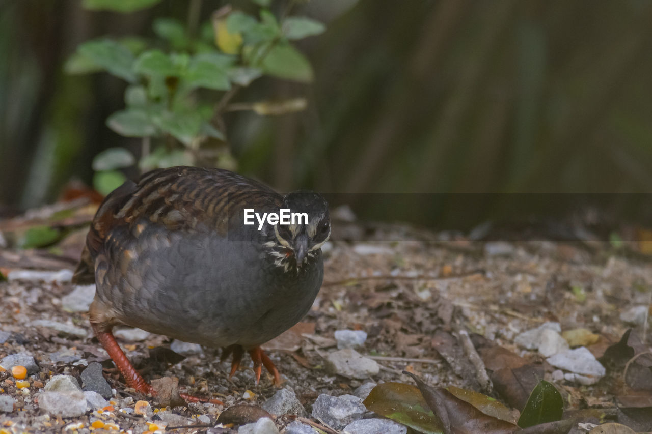 CLOSE-UP OF A BIRD