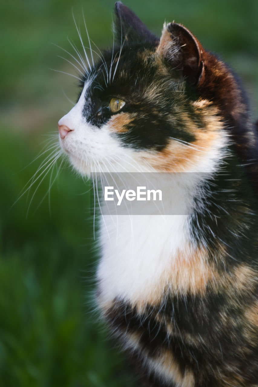 CLOSE-UP OF CAT LOOKING AWAY OUTDOORS