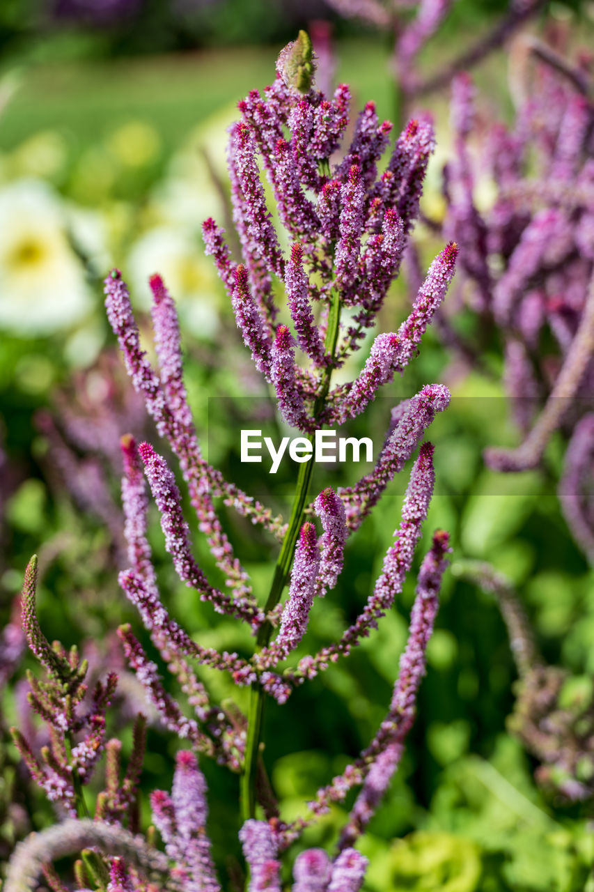 Close-up of purple flowering plant