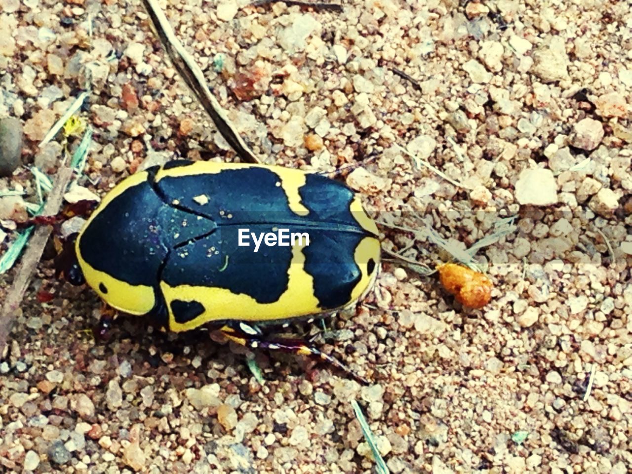 CLOSE-UP OF BLACK ON GROUND