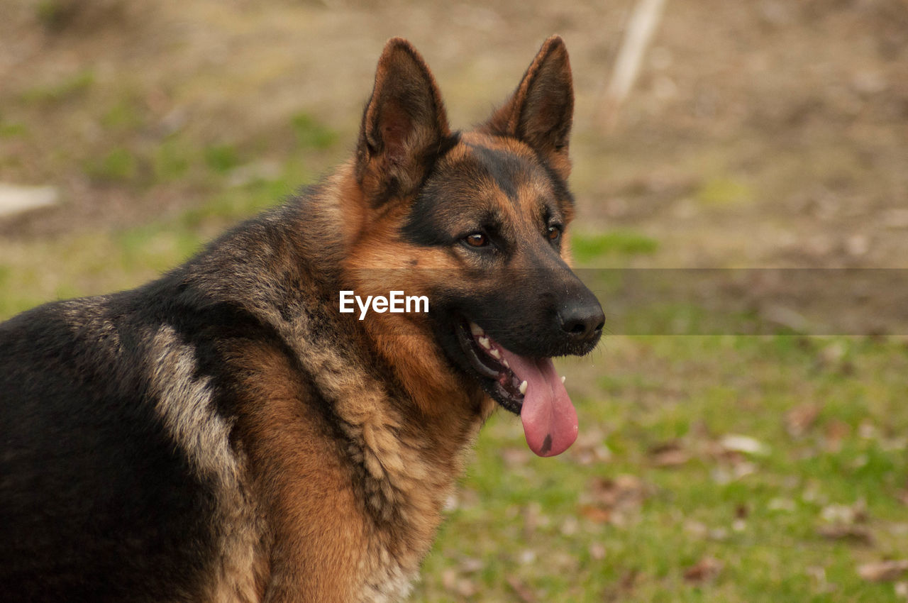 CLOSE-UP OF DOG IN PARK