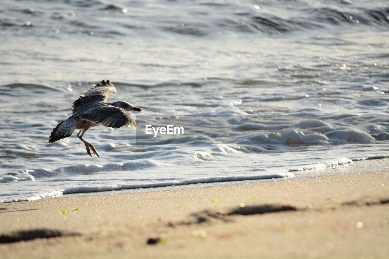 BIRD FLYING ON BEACH