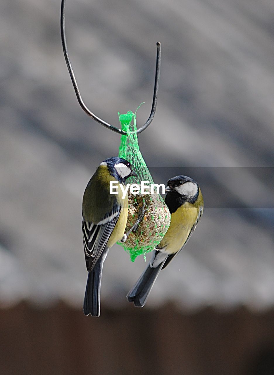 Low angle view of great tits perching on bird feeder